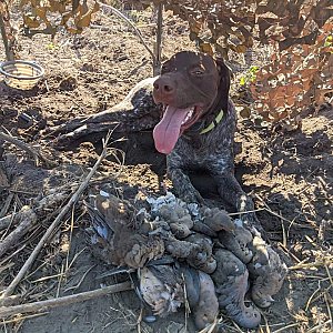 Quality German Shorthair pointer puppy for re-homing thumbnail 1