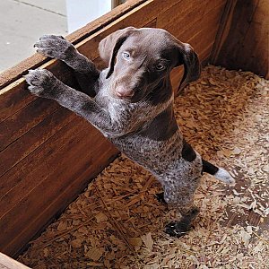 Quality German Shorthair pointer puppy for re-homing thumbnail 2