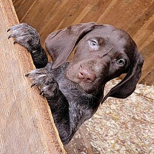 Quality German Shorthair pointer puppy for re-homing thumbnail 3