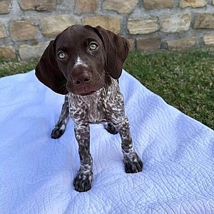 Quality German Shorthair pointer puppy for re-homing thumbnail 4