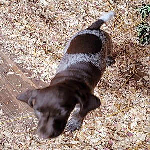 Quality German Shorthair pointer puppy for re-homing thumbnail 5