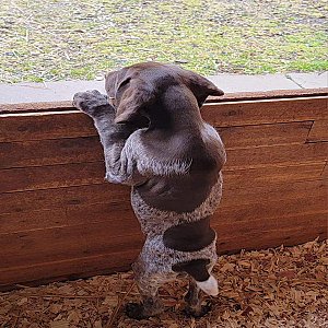 Quality German Shorthair pointer puppy for re-homing thumbnail 6