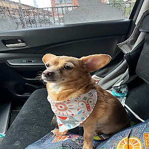 Meet Simba! thumbnail 1