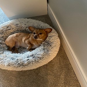 Meet Simba! thumbnail 2
