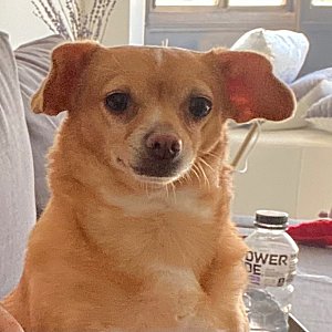 Meet Simba! thumbnail 3