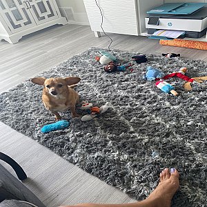 Meet Simba! thumbnail 4