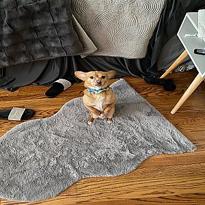 Meet Simba! thumbnail 5