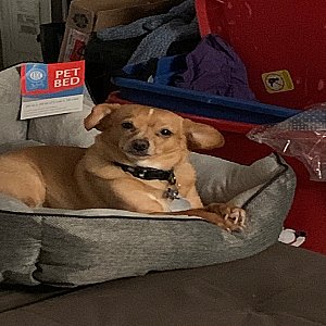 Meet Simba! thumbnail 6