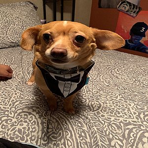 Meet Simba! thumbnail 7
