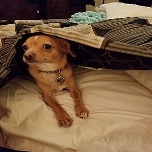Meet Simba! thumbnail 8