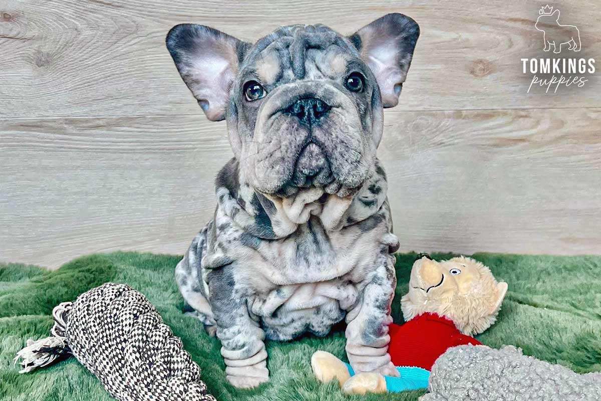 Roux, the Solace
