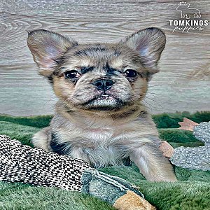 Calliope, the cuddly thumbnail 5