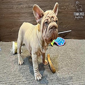 Jacque, the majestic thumbnail 3
