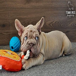 Jacque, the majestic thumbnail 4