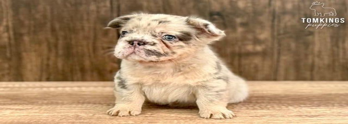 Chérie, the fuzzy