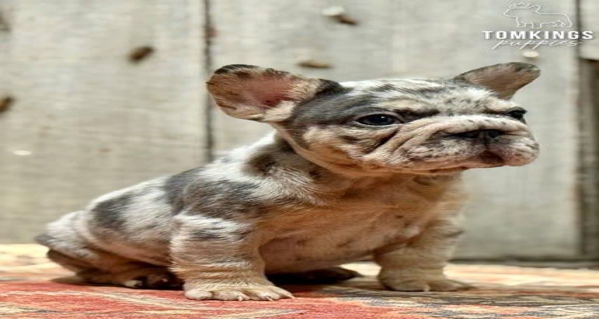 Pepper, the energetic