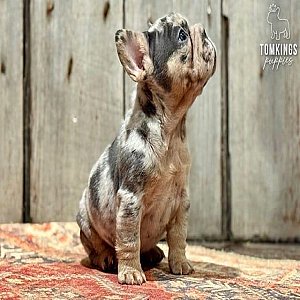 Pepper, the energetic thumbnail 2
