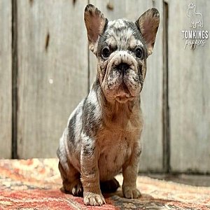 Pepper, the energetic thumbnail 3