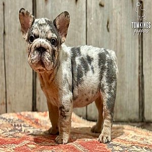 Pepper, the energetic thumbnail 4