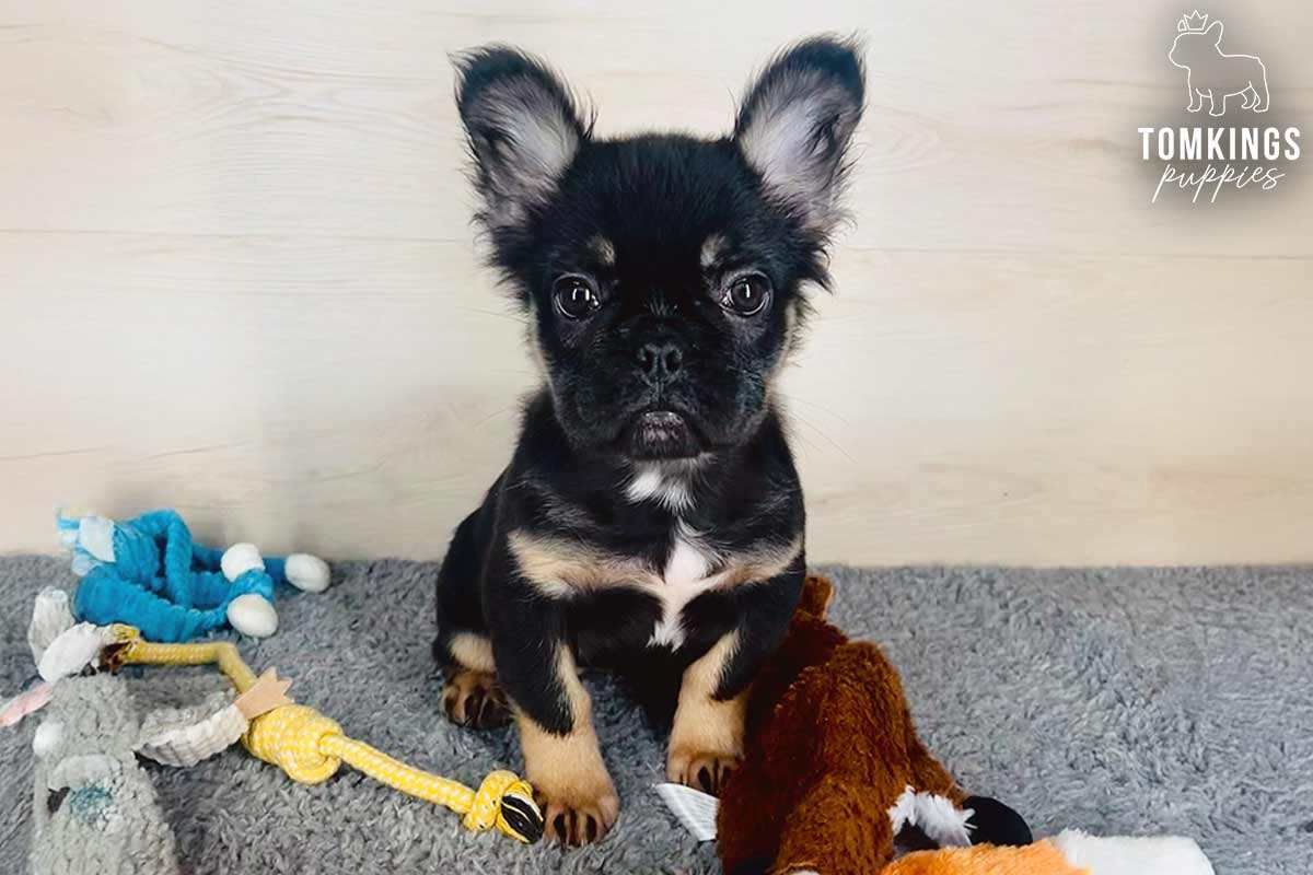 Raven, the snuggly