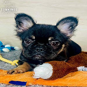 Raven, the snuggly thumbnail 4