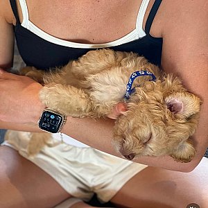 Beautiful Puppy available to be with her new family thumbnail 2