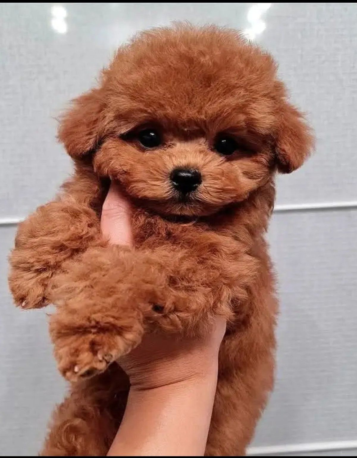 Adorable Teacup Yorkie & Poodle Puppies