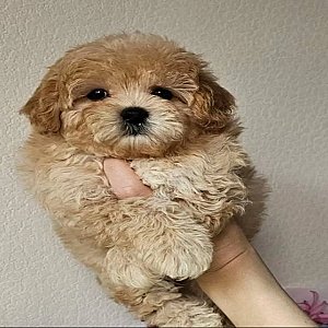 Adorable Teacup Yorkie & Poodle Puppies thumbnail 2