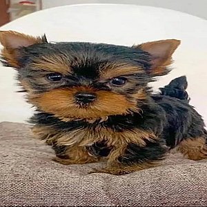 Adorable Teacup Yorkie & Poodle Puppies thumbnail 3
