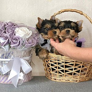 Adorable Teacup Yorkie & Poodle Puppies thumbnail 4