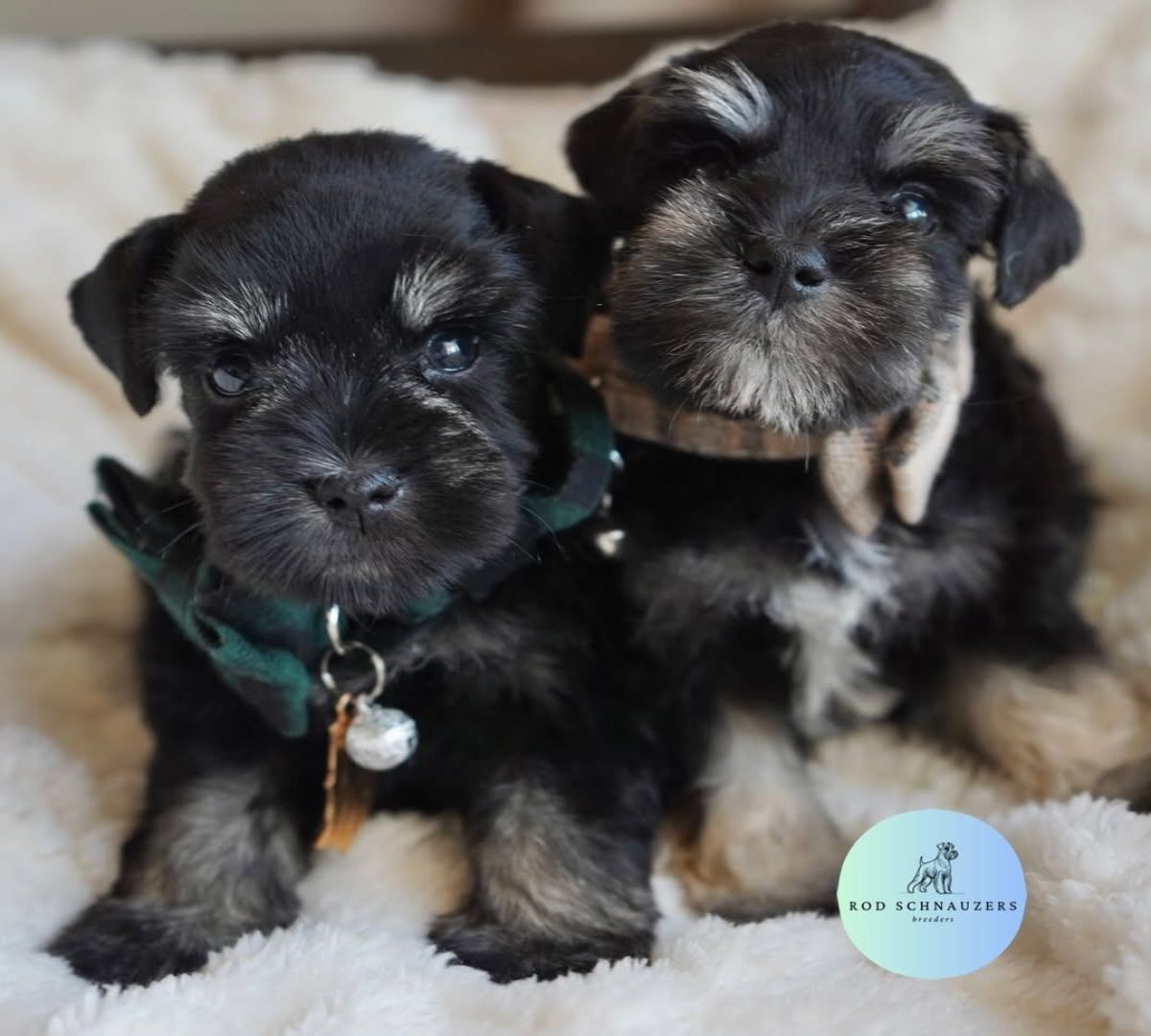 Available for rehoming