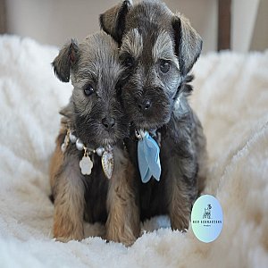 Available for rehoming thumbnail 2
