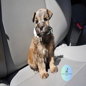 Available for rehoming thumbnail 3