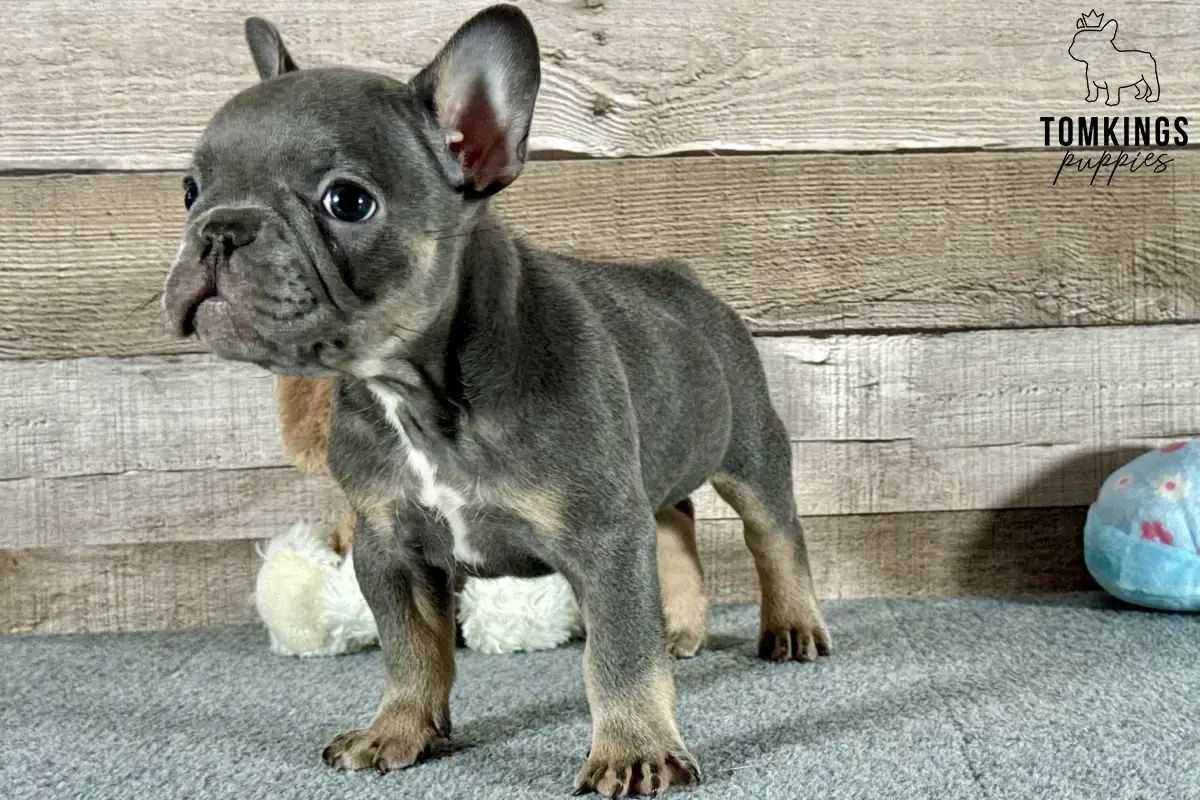 Blueberry, the ace