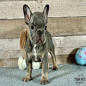 Blueberry, the ace thumbnail 2