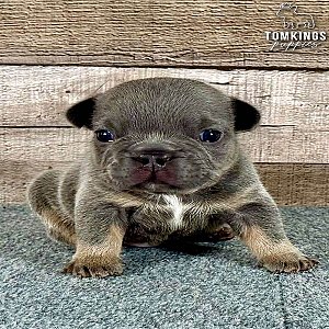 Blueberry, the ace thumbnail 5