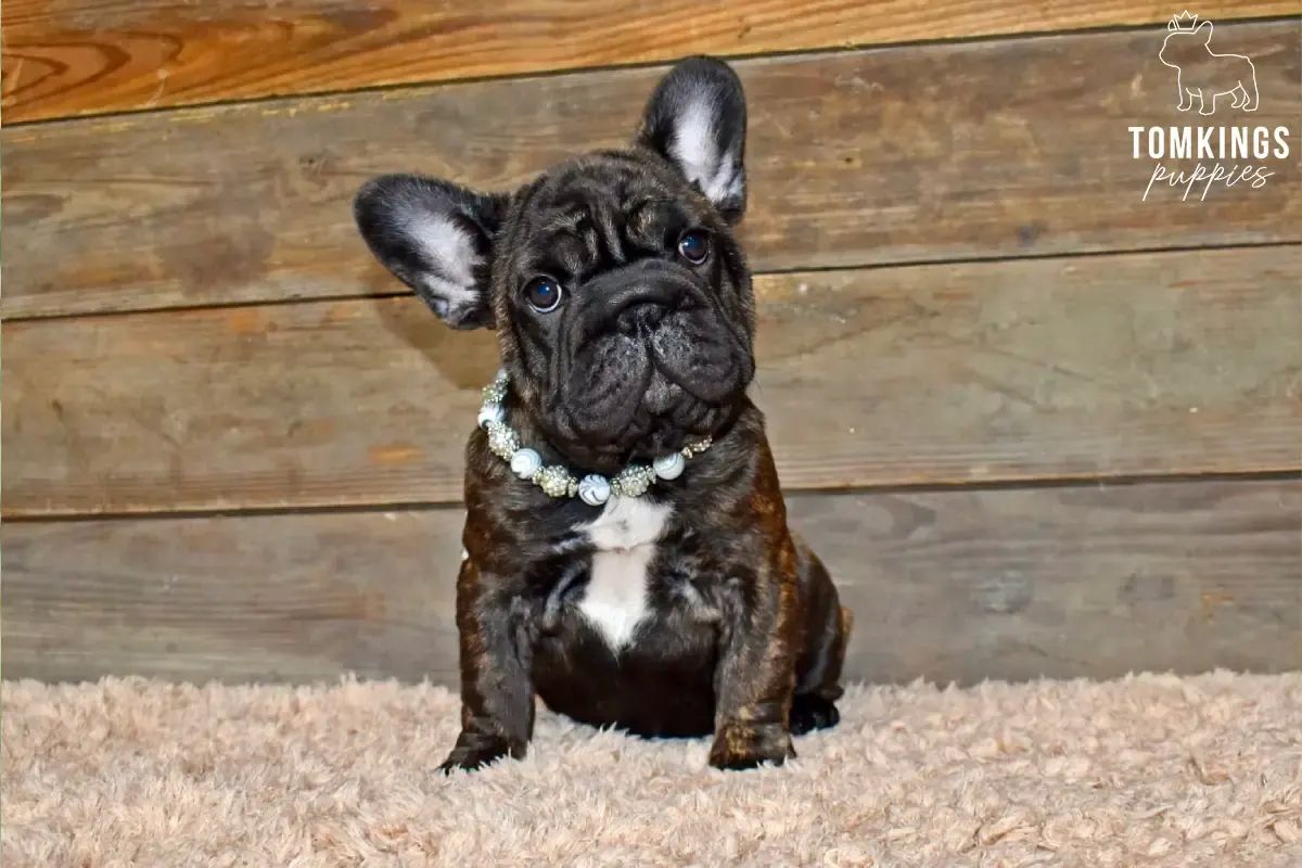 Pixie, the scout
