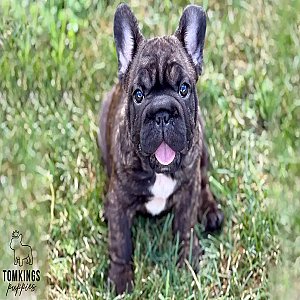 Pixie, the scout thumbnail 2