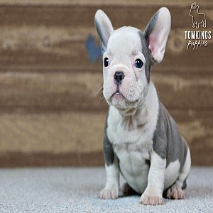 Barkha, the precious thumbnail 1