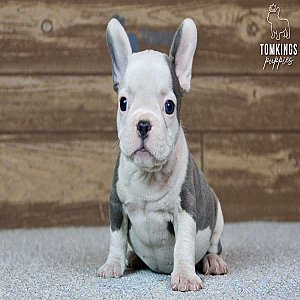 Barkha, the precious thumbnail 2