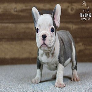 Barkha, the precious thumbnail 3