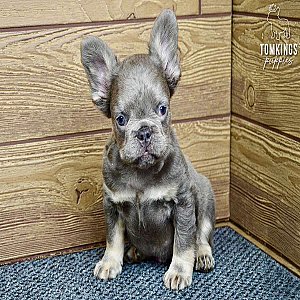 Ramsey, the munchkin thumbnail 2