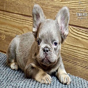 Ramsey, the munchkin thumbnail 3