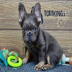 Stoney, the good boy thumbnail 1