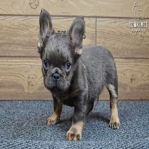 Stoney, the good boy thumbnail 3