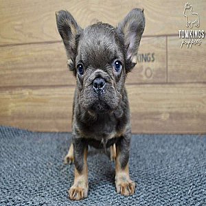 Stoney, the good boy thumbnail 4