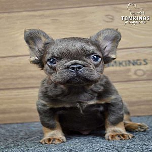 Stoney, the good boy thumbnail 5