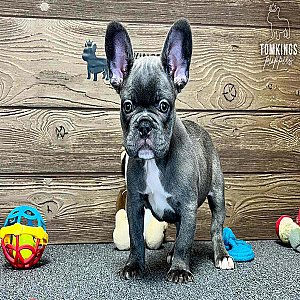 Wylie, the bouncy thumbnail 1