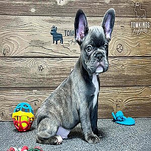 Wylie, the bouncy thumbnail 2