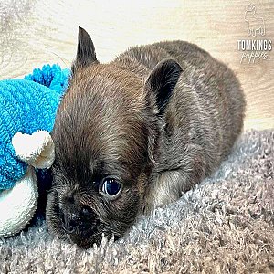 Mauve, the explorer thumbnail 2